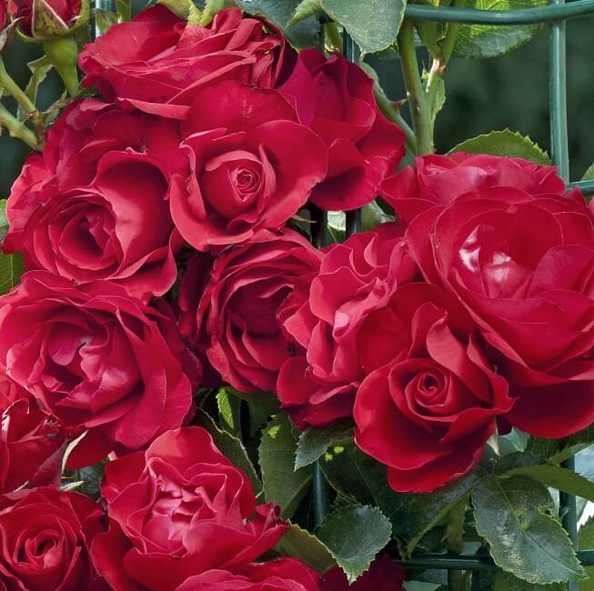 Grimpant ROSE DE PEROUGE ® Laperou